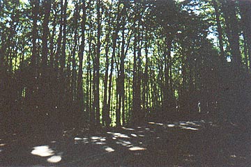 Straße in dem Wald - Carretera en el bosque de Rügen