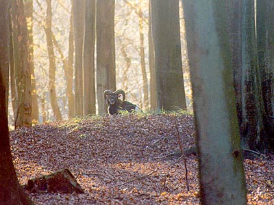 Musmón en el bosque de Rügen