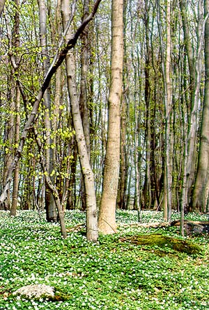 El bosque de Rügen en primavera